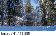 The road is trampled in the winter forest. Tree branches arched above the ground under the weight of layers of snow. Light and shadows. Clear blue sky. Altai. Стоковое фото, фотограф Вера Ивановна Кубарева / Фотобанк Лори