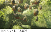 Common piranha A species of predatory ray-finned fish. Стоковое видео, видеограф Потийко Сергей / Фотобанк Лори