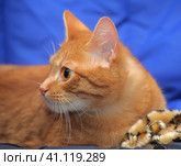 Red cat on a blue background. Стоковое фото, фотограф Анна Кривицкая / Фотобанк Лори