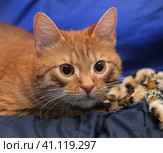 Red cat on a blue background. Стоковое фото, фотограф Анна Кривицкая / Фотобанк Лори