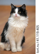 Fluffy black with a white young cat. Стоковое фото, фотограф Анна Кривицкая / Фотобанк Лори