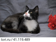 White and black cat with a red flower. Стоковое фото, фотограф Анна Кривицкая / Фотобанк Лори