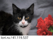 White and black cat with a red flower. Стоковое фото, фотограф Анна Кривицкая / Фотобанк Лори