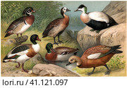 Various breeds of ducks. Publication of the book "Meyers Konversations-Lexikon", Volume 2, Leipzig, Germany, 1910. Стоковая иллюстрация, иллюстратор Sergey Kohl / Фотобанк Лори