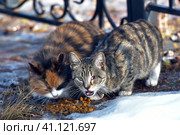 Unhappy stray cats eat outside in winter. Стоковое фото, фотограф Анна Кривицкая / Фотобанк Лори