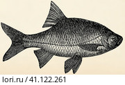 The freshwater fish - rutilus roach (Rutilus rutilus). Antique stylized illustration. Стоковая иллюстрация, иллюстратор Sergey Kohl / Фотобанк Лори