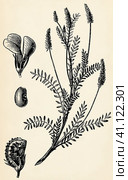 Root system, stem, flowers and fruits of Onobrychis viciifolia. Antique stylized illustration. Стоковая иллюстрация, иллюстратор Sergey Kohl / Фотобанк Лори