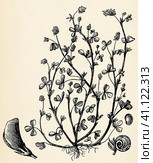 Root system, stem, flowers and fruits of Medicago lupulina. Antique stylized illustration. Стоковая иллюстрация, иллюстратор Sergey Kohl / Фотобанк Лори