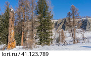 Along the road, trampled in the snow, there is a lopsided fence. In the snowdrifts on the roadside - coniferous trees and a broken dry trunk. Mountains against the blue sky. Altai. Стоковое фото, фотограф Вера Ивановна Кубарева / Фотобанк Лори
