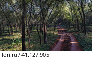 Dirt road for safari in the shady jungle. Ruts on moist soil. A family of peacocks walks in the grass. Thickets of trees around. India. Ranthambore National Park. Стоковое фото, фотограф Вера Ивановна Кубарева / Фотобанк Лори