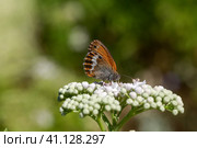 The butterfly (Coenonympha arcania) sitting on a flower close-up. Стоковое фото, фотограф Татьяна Ляпи / Фотобанк Лори