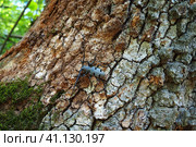 Morimus funereus is a species of beetle in family Cerambycidae or subspecies of Morimus asper. Beautiful thick gray beetle with long whiskers on brown oak bark. Fruska Gora, Serbia, Balkans. Стоковое фото, фотограф Юлия Петровская / Фотобанк Лори