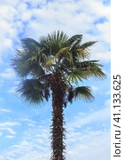 Large palm tree against the background of a cloudy sky. Стоковое фото, фотограф Юрий Бизгаймер / Фотобанк Лори