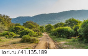 A dirt safari road runs through the jungle. Ruts are visible on the soil. There are lush bushes and trees on the roadsides. Ahead, against the blue sky, a mountain. India. Sariska National Park. Стоковое фото, фотограф Вера Ивановна Кубарева / Фотобанк Лори
