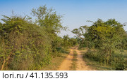A dirt safari road runs through the jungle. Ruts and tire tracks are visible on the soil. Lush thickets of bushes and trees on the roadsides. Blue sky. India. Sariska National Park. Стоковое фото, фотограф Вера Ивановна Кубарева / Фотобанк Лори