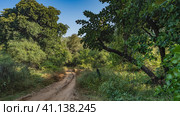 A narrow dirt safari road winds through the jungle. Ruts are visible. Thickets of lush green trees along the roadsides. Blue sky. A sunny day. India. Ranthambore National Park. Стоковое фото, фотограф Вера Ивановна Кубарева / Фотобанк Лори