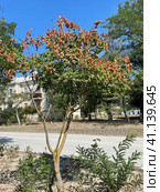 Кёльрейтерия метельчатая (Koelreuteria paniculata, Golden rain tree, Дерево Золотого дождя или Ложное Мыльное дерево). Крым, пгт Орджоникидзе, улица Ленина (2023 год). Стоковое фото, фотограф Щеголева Ольга / Фотобанк Лори