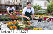 Interested young gardening shop salesgirl arranging pots with ornamental cineraria maritima with attractive silver leaves displayed for sale on stand. Стоковое видео, видеограф Яков Филимонов / Фотобанк Лори