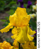 A closeup image of a yellow iris flower. Yellow iris flower and buds, water flag (Iris pseudacorus), nature photography shallow depth of field. Yellow flower on a green background. Sumpfschwertlilie. Стоковое фото, фотограф Александр Кротков / Фотобанк Лори