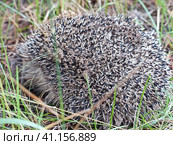 Обыкновенный (европейский, среднерусский) еж (Erinaceus europaeus) в лесу.. Стоковое фото, фотограф Сергей Елизарьев / Фотобанк Лори