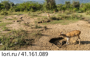 Axis spotted deer graze in the jungle. One animal stands next to a hole in the salty soil. Green bushes, trees in the distance. India. Sariska National Park. (2022 год). Стоковое фото, фотограф Вера Ивановна Кубарева / Фотобанк Лори