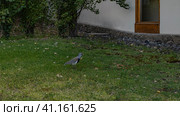 A bird Vanellus chilensis walks on the green grass on the lawn. Side view. The wall of the house is visible nearby. Argentina. Стоковое фото, фотограф Вера Ивановна Кубарева / Фотобанк Лори