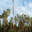 Cellular tower in a wooded area on the edge of the forest against the background of the evening sky. Стоковое фото, фотограф Оксана Медведева / Фотобанк Лори
