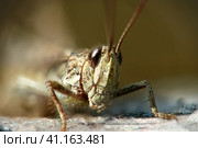 Кобылка темнокрылая (Stauroderus scalaris) семейства саранчевых (Acrididae) Стоковое фото, фотограф Mixail59 / Фотобанк Лори