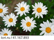 Pharmaceutical camomile. Matricaria chamomilla blooming. Chamomiles. Beautiful nature fresh medical chamomille heads for natural bio eco cosmetics showing ad. Daisy flower. Floral background. Top view. Стоковое фото, фотограф Марина Демидюк / Фотобанк Лори