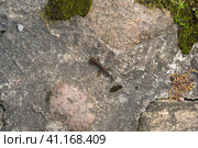 Small newt crawled out onto a rock looking for shelter on land. Стоковое фото, фотограф Евгений Харитонов / Фотобанк Лори
