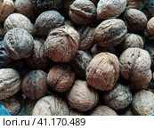 Walnuts close-up. Harvest of nuts. Walnut fruits, rounded large single single-seeded drupes. A healthy diet that includes glycerides of linoleic, oleic, stearic, palmitic and linolenic acids. Стоковое фото, фотограф Юлия Петровская / Фотобанк Лори