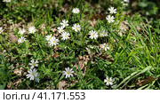 Forest starfish. Delicate white flowers in the forest. Antidiabetic agent, natural sweetener. Beautiful medicinal plants. Soft focus. Стоковое фото, фотограф Юлия Петровская / Фотобанк Лори