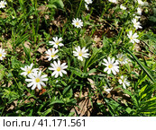 Forest starfish. Delicate white flowers in the forest. Antidiabetic agent, natural sweetener. Beautiful medicinal plants. Soft focus. Стоковое фото, фотограф Юлия Петровская / Фотобанк Лори