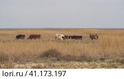 A herd of cows and a shepherd's horse graze in a thicket of dry grass. Red and white cows. The tall yellow grass was burnt out in the sun. Prairies in late autumn and winter. Стоковое фото, фотограф Александр Кротков / Фотобанк Лори