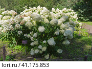 Blooming white hydrangea bushes under the bright summer sun. Стоковое фото, фотограф Сергей Рыбин / Фотобанк Лори