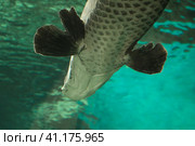 Fish under water. Arapaima fish - Pirarucu Arapaima gigas one largest freshwater fish. Fish in the aquarium behind glass. Стоковое фото, фотограф Ирина Вершинская / Фотобанк Лори