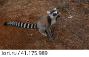 Cute lemur catta sits on the red-brown soil of Madagascar. The striped long tail is spread out on the ground. Fingers on paws, nose, eyes, ears, fluffy fur are visible. Lemur Island. Nosy Soa Park (2023 год). Стоковое фото, фотограф Вера Ивановна Кубарева / Фотобанк Лори