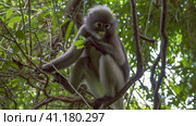 Dusky leaf monkey, Langur in Forest Eating Green Leaves, Railay, Krabi, Thailand. Стоковое фото, фотограф Igor Tichonow / Фотобанк Лори