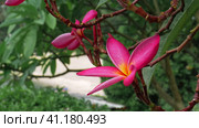 Branches with flower of red frangipani plumeria moving by tropical coastal breeze. Стоковое фото, фотограф Igor Tichonow / Фотобанк Лори