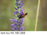 Оса сколия шеститочечная (лат. Scolia sexmaculata) на цветке. Стоковое фото, фотограф Mixail59 / Фотобанк Лори