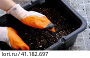 Hands in gloves mix ingredients for the soil of home potted plants, peat, earth, sand, perlite, vermiculite, coconut. A mixture for planting plants in a pot. Layout. Стоковое видео, видеограф Ольга Симонова / Фотобанк Лори