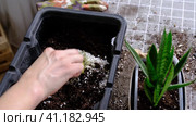 Hands in gloves mix ingredients for the soil of home potted plants, peat, earth, sand, perlite, vermiculite, coconut. A mixture for planting plants in a pot. Layout. Стоковое видео, видеограф Ольга Симонова / Фотобанк Лори