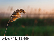 Closeup photo of a lone stem of reed at sunset. Green lawn and a lake on the background. Фотография крупным планом одинокого стебля тростника на закате. Зеленая лужайка и озеро на заднем плане. Стоковое фото, фотограф Дмитрий Березнев / Фотобанк Лори
