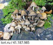 Mushrooms False honey fungus on a stump in a beautiful autumn forest. Group fungus are among fallen golden leaves. Wild mushroom on the spruce stump. Стоковое фото, фотограф YuryKara / Фотобанк Лори