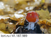 Amanita muscaria, commonly known as fly agaric or fly amanita. Hallucinogen mushroom Fly Agaric in grass on autumn forest background. Macro close up in natural environment. Side view. Стоковое фото, фотограф YuryKara / Фотобанк Лори