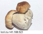 White mushroom boletus, vegetarian food and cooking ingredient. Стоковое фото, фотограф Елена Бобкова / Фотобанк Лори