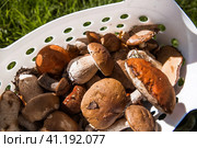 Noble, royal mushrooms. Porcini mushrooms, aspen, podberezoviki. Mushrooms in the basket. Mushroom picking in autumn. Стоковое фото, фотограф Photojuli / Фотобанк Лори