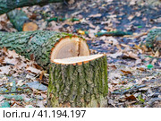 cutting down an alley with oak trees for the construction of multi-storey residential buildings and a highway. a sawn tree. stump. selective focus. Стоковое фото, фотограф Антон Вахрушев / Фотобанк Лори