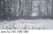 Heavy snowfall. Beautiful forest landscape of snow and blurred trees. Gently falling snow flakes. Bad snowy weather cold day. Winter nature background. Nobody, No People, Super Slow motion. Snowstorm. Стоковое видео, видеограф Марина Демидюк / Фотобанк Лори