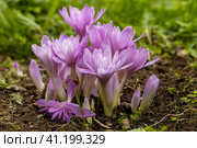 Colchicum Waterlily purple flowers in garden. Стоковое фото, фотограф Ольга Сейфутдинова / Фотобанк Лори